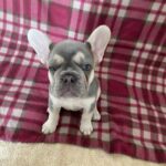 French bulldogs for sale