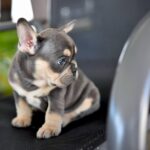 cheap French bulldogs for sale near me