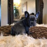 French bulldog breeders near me