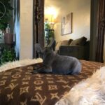 French bulldog breeders near me